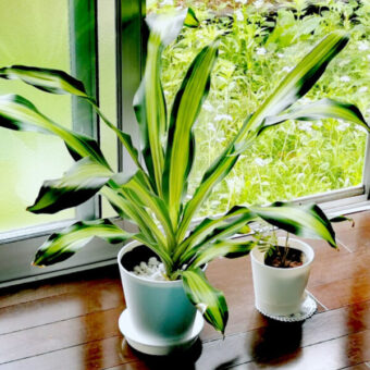 広島の観葉植物回収 処分 広島セーフティ